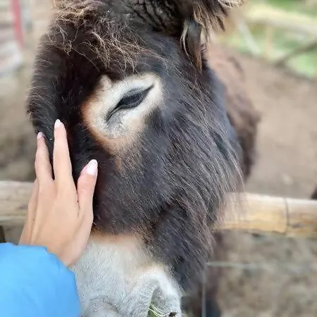 Mountain Eco Shelter 9 Funchal (Madeira)