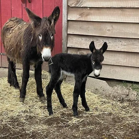 Mountain Eco Shelter 9 Luxuszelt