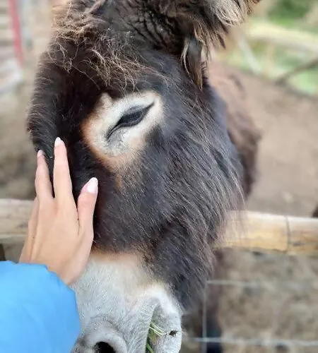 Mountain Eco Shelter 9 Φουνκάλ