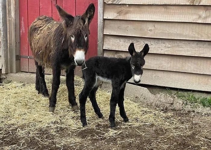 Mountain Eco Shelter 9 Glamping