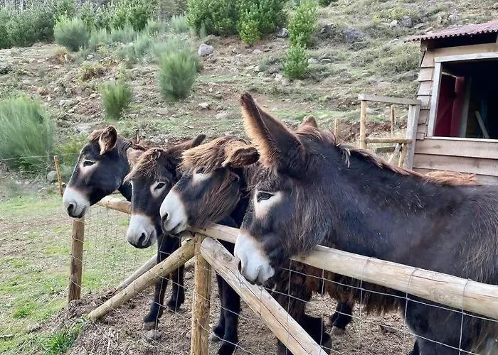 Mountain Eco Shelter 9 Glamping *