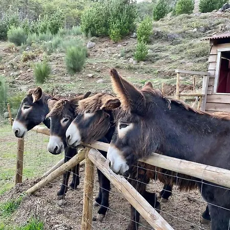 Mountain Eco Shelter 9 Campismo de Luxo *